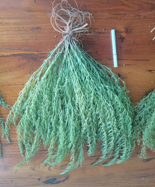 百蕊草种子催芽全攻略：从休眠打破到出苗的精确技术指南