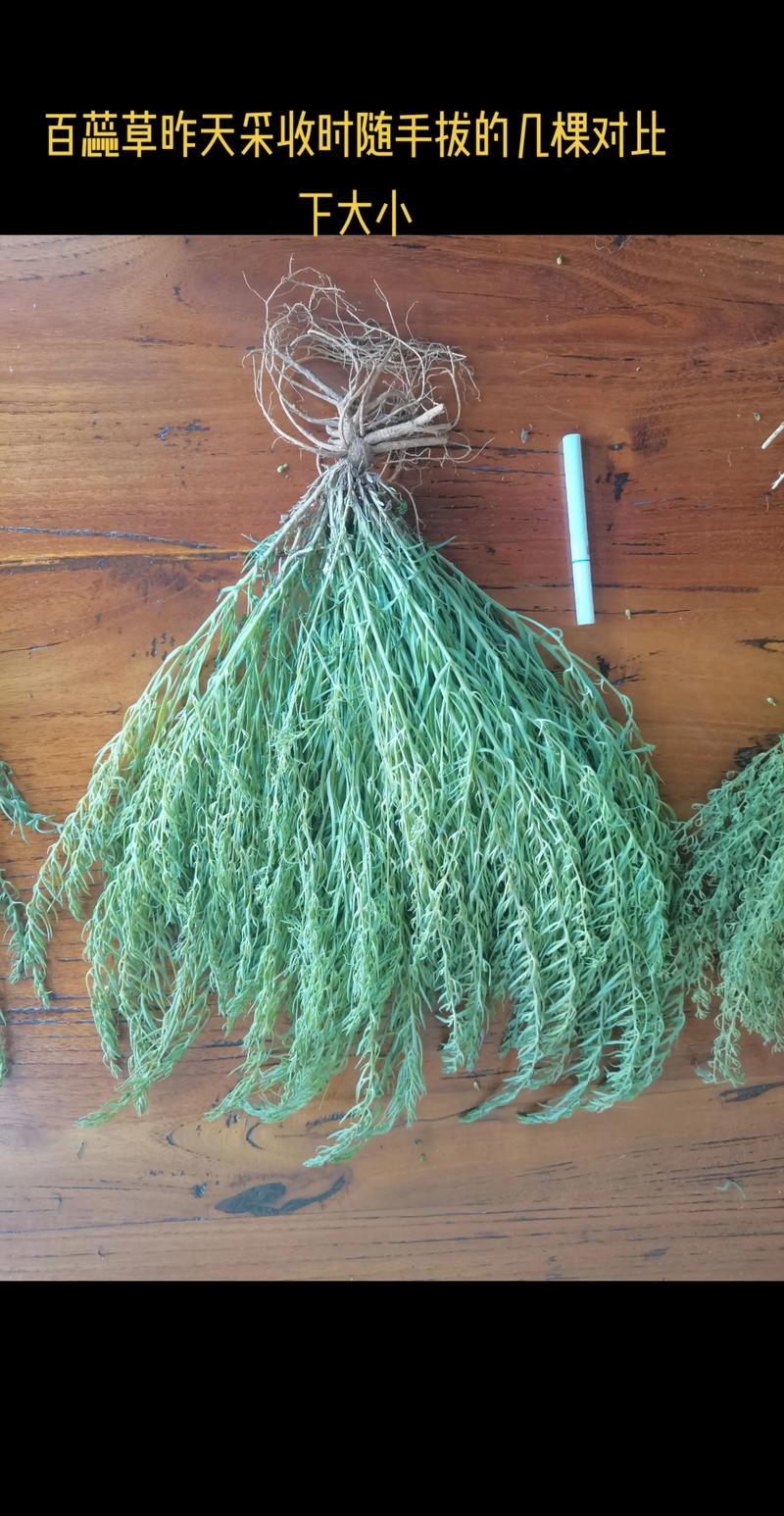 百蕊草种子催芽全攻略：从休眠打破到出苗的精确技术指南