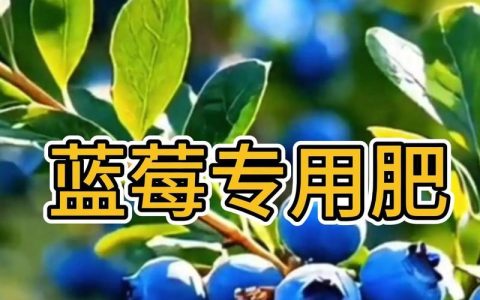 蓝莓种植全攻略：最忌三种肥料及科学养护指南