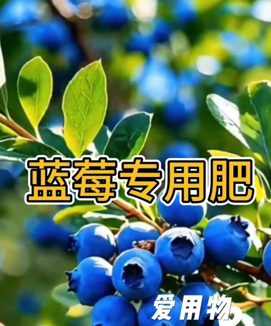 蓝莓种植全攻略：最忌三种肥料及科学养护指南