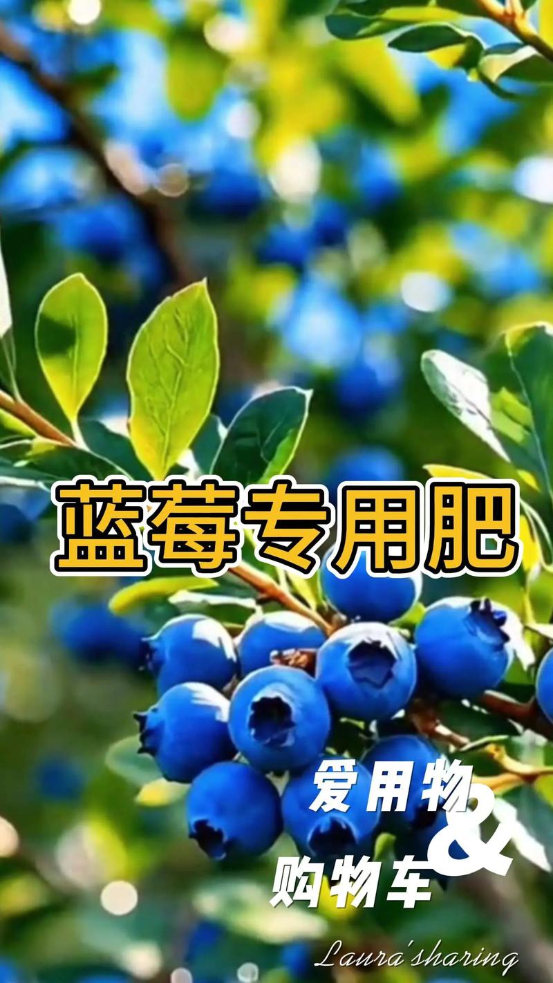 蓝莓种植全攻略:最忌三种肥料及科学养护指南 蓝莓种植全攻略:最忌三种肥料及科学养护指南