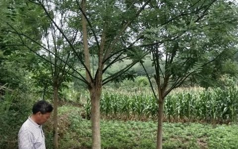 国槐（槐树）大树种植与养护全攻略：树形、遮荫、行道树应用及槐花食用指南