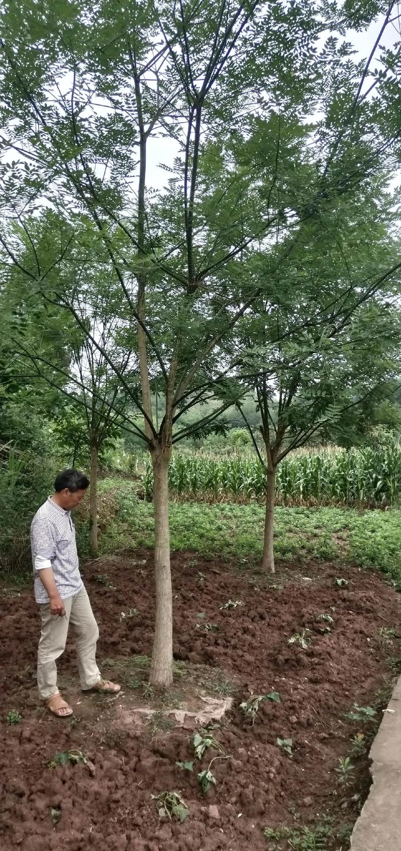 国槐(槐树)大树种植与养护全攻略:树形、遮荫、行道树应用及槐花食用指南 槐树花怎么吃好吃啊?——