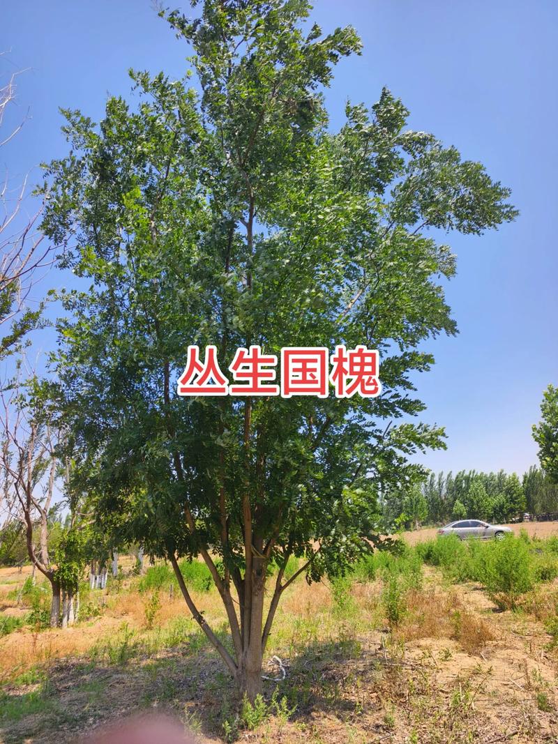 国槐(槐树)大树种植与养护全攻略:树形、遮荫、行道树应用及槐花食用指南 修剪与长期管理