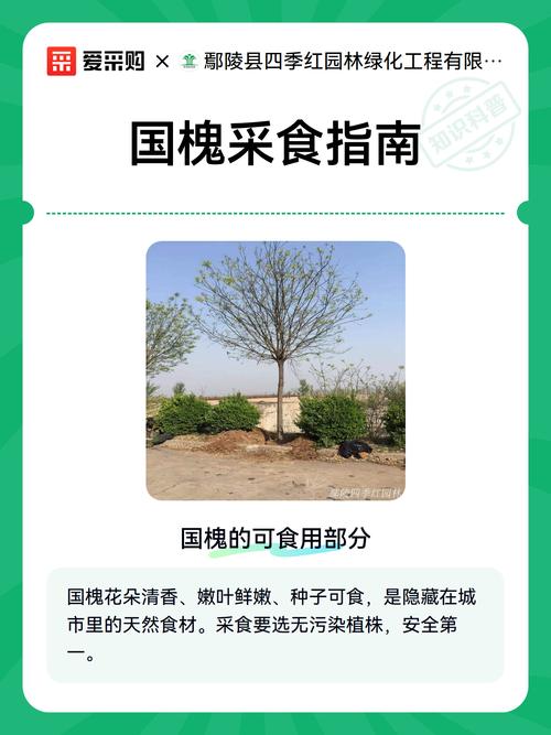 国槐(槐树)大树种植与养护全攻略:树形、遮荫、行道树应用及槐花食用指南 常见问题FAQ