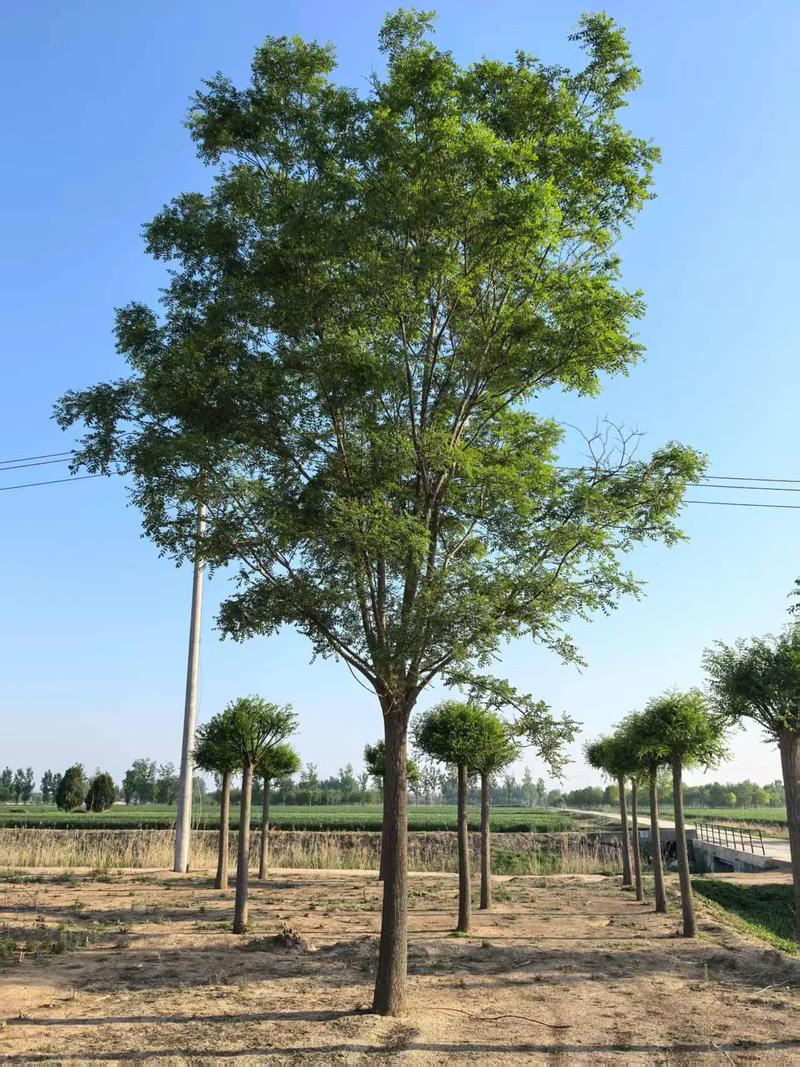 国槐(槐树)大树种植与养护全攻略:树形、遮荫、行道树应用及槐花食用指南 总结