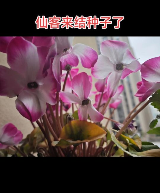 仙客来种子怎么种？家庭播种全流程指南