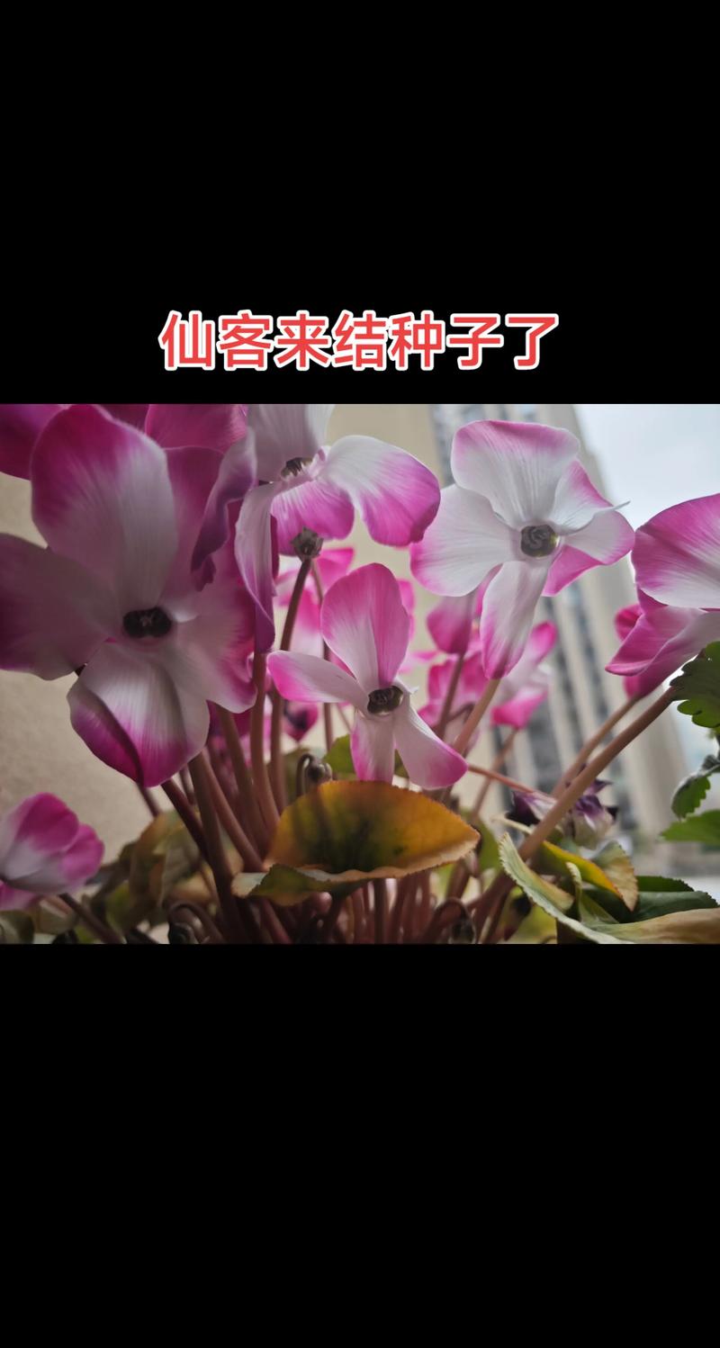 仙客来种子怎么种?家庭播种全流程指南 仙客来种子怎么种?家庭播种全流程指南