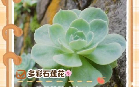 石莲花多肉植物怎么养？一份实用的日常养护指南