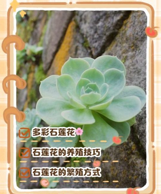 石莲花多肉植物怎么养？一份实用的日常养护指南