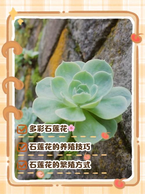 石莲花多肉植物怎么养?一份实用的日常养护指南 浇水:干透浇透,是多数石莲花盆栽最稳妥的浇水方式