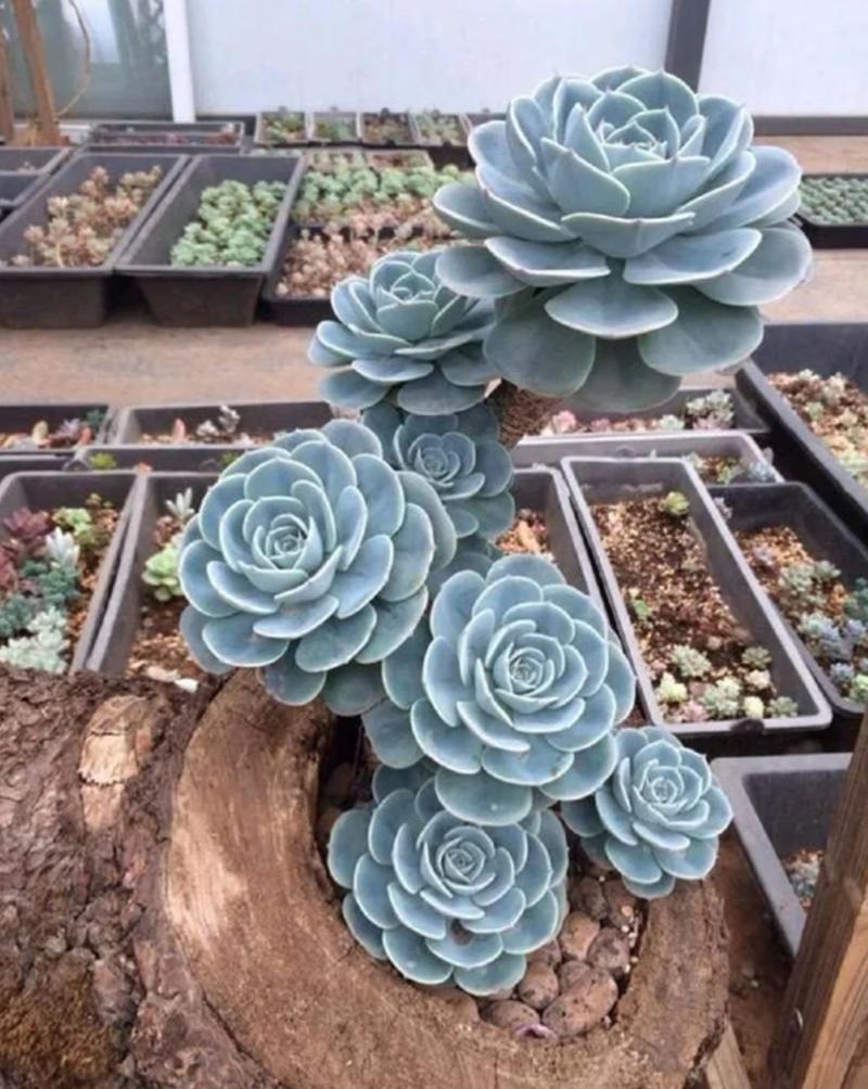 石莲花多肉植物怎么养?一份实用的日常养护指南 修剪:石莲花修剪以清理老叶、预防徒长为主