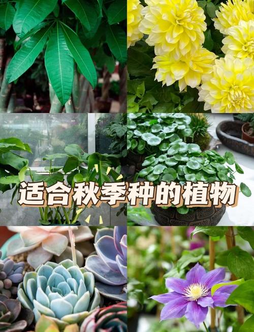石莲花多肉植物怎么养?一份实用的日常养护指南 光照:充足阳光能让莲座紧凑、叶色更美,但需避开极端暴晒