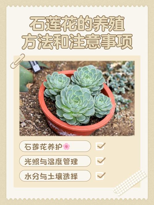 石莲花多肉植物怎么养?一份实用的日常养护指南 施肥:薄肥勤施,石莲花对肥力的需求并不高