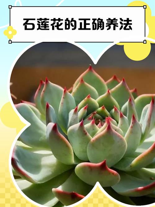 石莲花多肉植物怎么养?一份实用的日常养护指南 越冬越夏:冬防低温、夏避暴晒,避开极端温度是关键