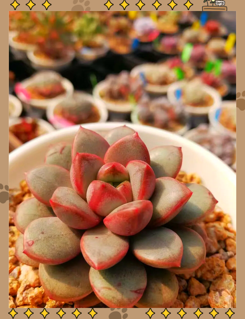 石莲花多肉植物怎么养?一份实用的日常养护指南 换盆/田间管理:每1~2年换盆一次,土质疏松透气是基础