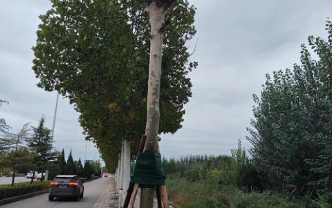 路边的树都是什么树？——带你识别最常见的行道树并了解它们的秘密
