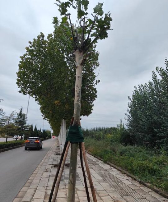 路边的树都是什么树？——带你识别最常见的行道树并了解它们的秘密