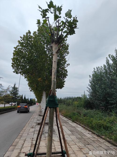 路边的树都是什么树?——带你识别最常见的行道树并了解它们的秘密 路边的树都是什么树?——带你识别最常见的行道树并了解它们的秘密
