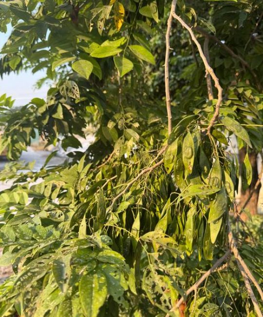白花梨树经济价值高，适种区域与采购选苗是收益关键