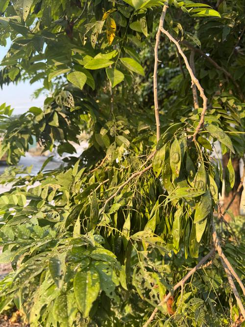 白花梨树经济价值高,适种区域与采购选苗是收益关键 白花梨树经济价值高,适种区域与采购选苗是收益关键