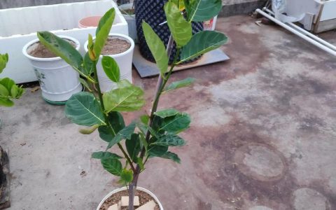 菠萝蜜嫁接技术指南：哪些树是最佳砧木选择？