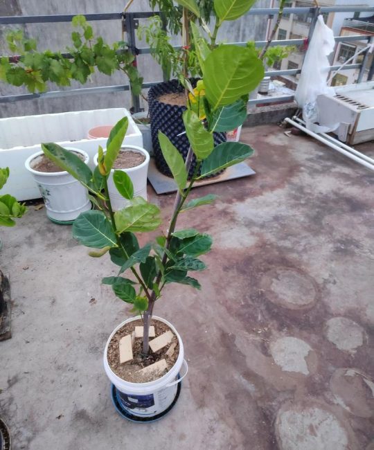 菠萝蜜嫁接技术指南：哪些树是最佳砧木选择？