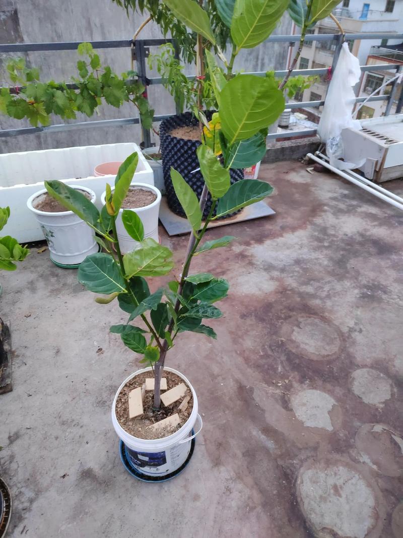 菠萝蜜嫁接技术指南:哪些树是最佳砧木选择? 一、砧木选择:品种优先原则下的科学分类
