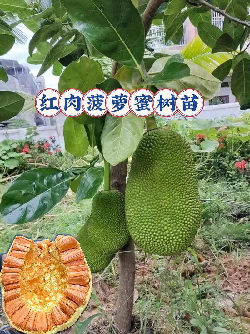 菠萝蜜嫁接技术指南:哪些树是最佳砧木选择? 三、成活率影响因素与失败诊断