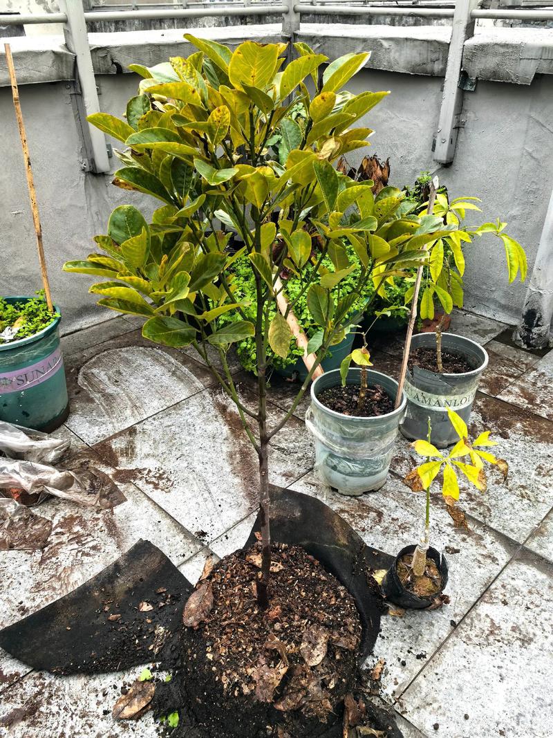 菠萝蜜嫁接技术指南:哪些树是最佳砧木选择? 二、嫁接操作流程与关键节点控制