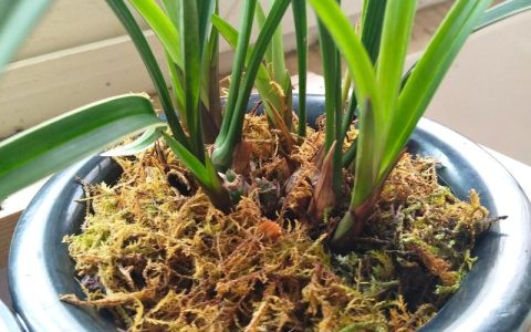 兰花苗买回来怎么种植？这份新手“缓苗+上盆”指南请收好