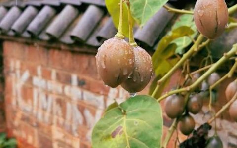 树番茄的种植与管理：从选苗到采收的全套技术指南