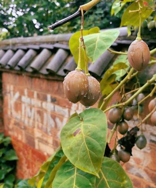树番茄的种植与管理：从选苗到采收的全套技术指南