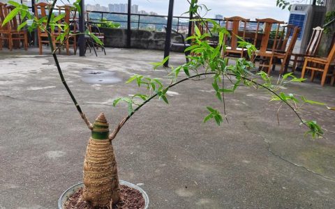 小叶簕竹可以用纯沙种吗？一文说透基质选择与养护要点