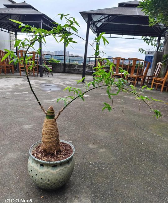 小叶簕竹可以用纯沙种吗？一文说透基质选择与养护要点