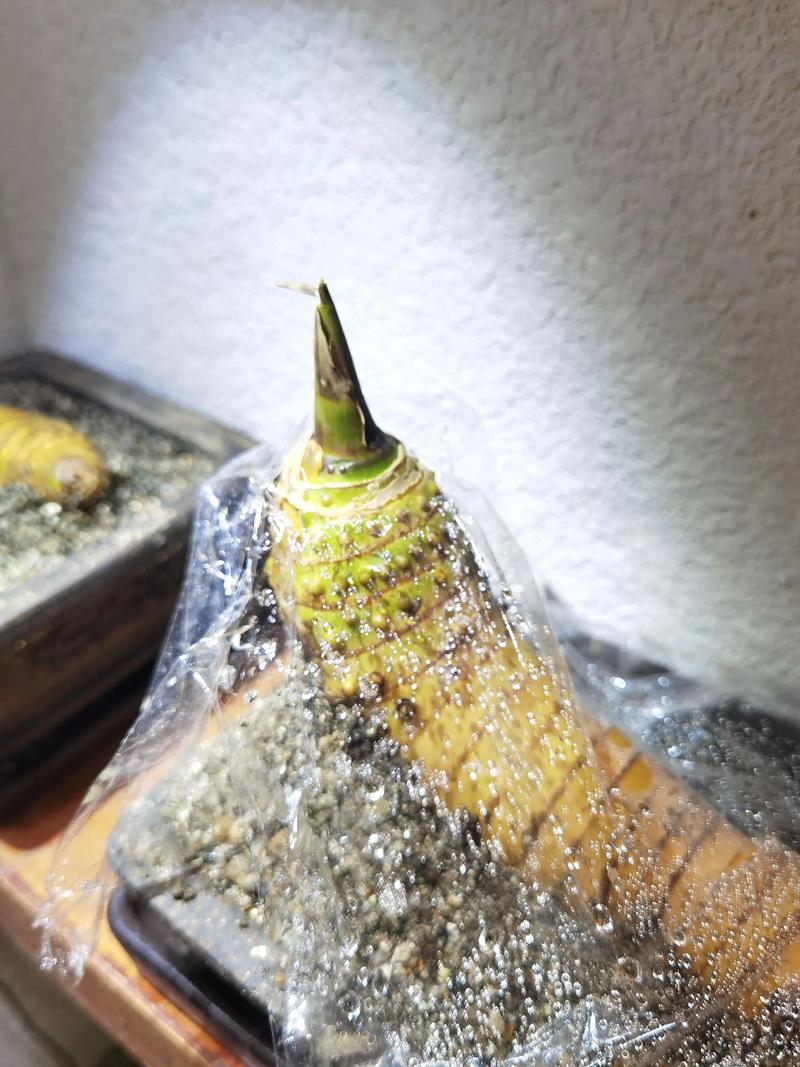 三、正确做法：以沙为辅，组合配土