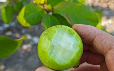 果树结不了果怎么办？先排查这4个核心原因