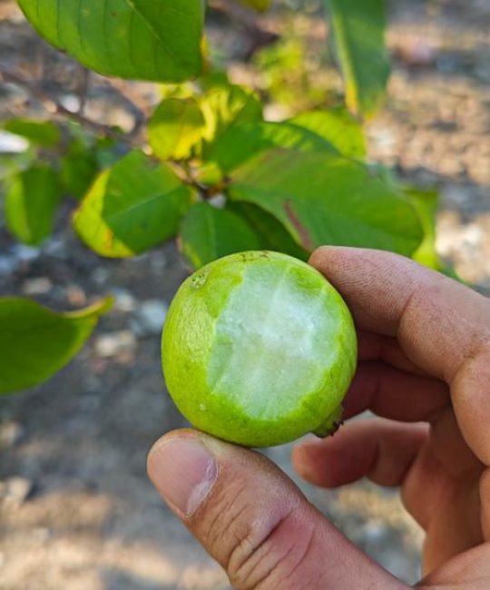果树结不了果怎么办？先排查这4个核心原因