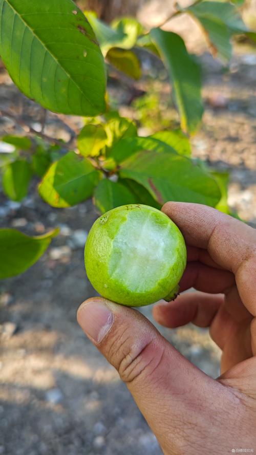 果树结不了果怎么办?先排查这4个核心原因 果树结不了果怎么办?先排查这4个核心原因