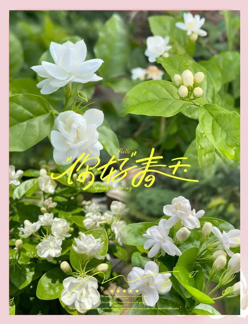 茉莉花哪里能买到?科学采购指南助你避开假苗陷阱 第五步:售后补苗政策——必须书面约定