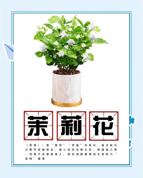 茉莉花哪里能买到?科学采购指南助你避开假苗陷阱 综合评估与试单建议