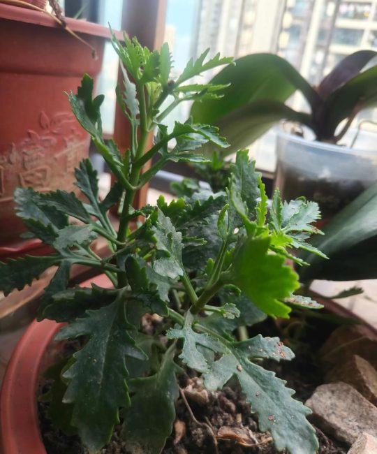 长寿花不开花只长叶？原因与促花指南