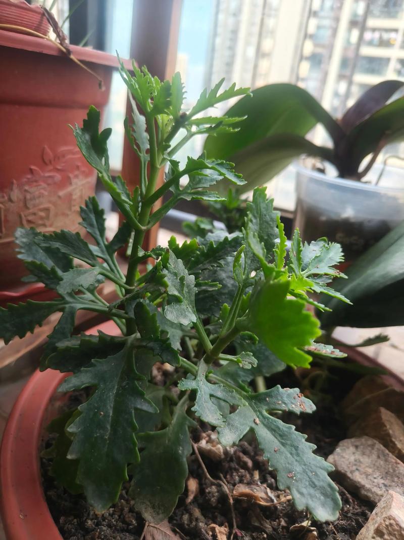 长寿花不开花只长叶?原因与促花指南 长寿花花期与观赏期说明