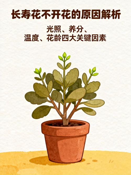 长寿花不开花只长叶?原因与促花指南 不开花只长叶:常见原因与分步排查清单