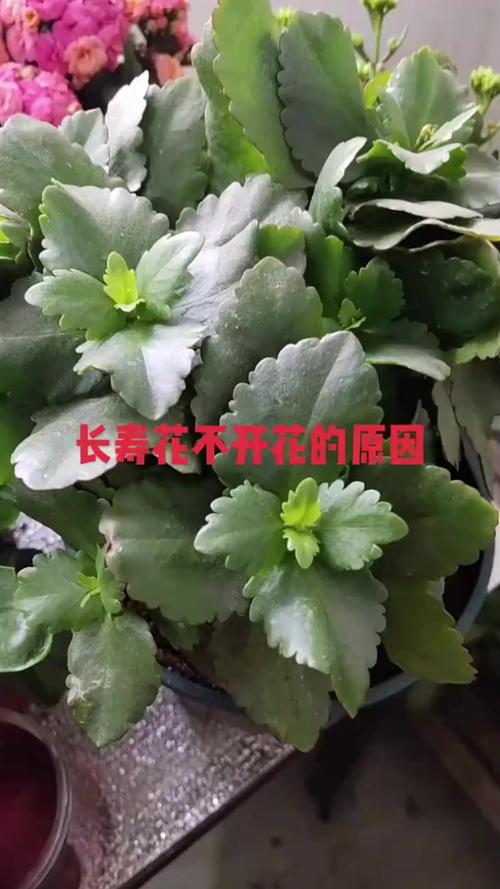 长寿花不开花只长叶?原因与促花指南 FAQ