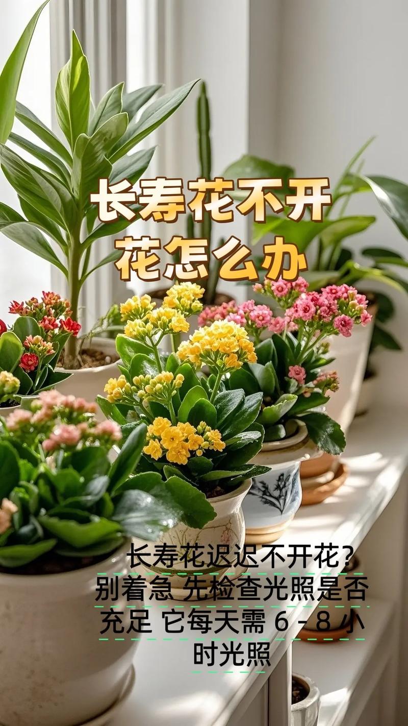 长寿花不开花只长叶?原因与促花指南 总结