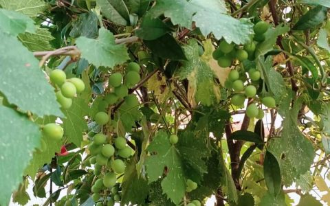 葡萄几年可以挂果？从定植到盛果期的全周期管理与经济价值分析