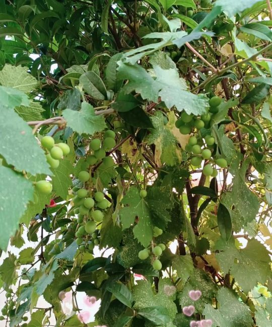 葡萄几年可以挂果？从定植到盛果期的全周期管理与经济价值分析