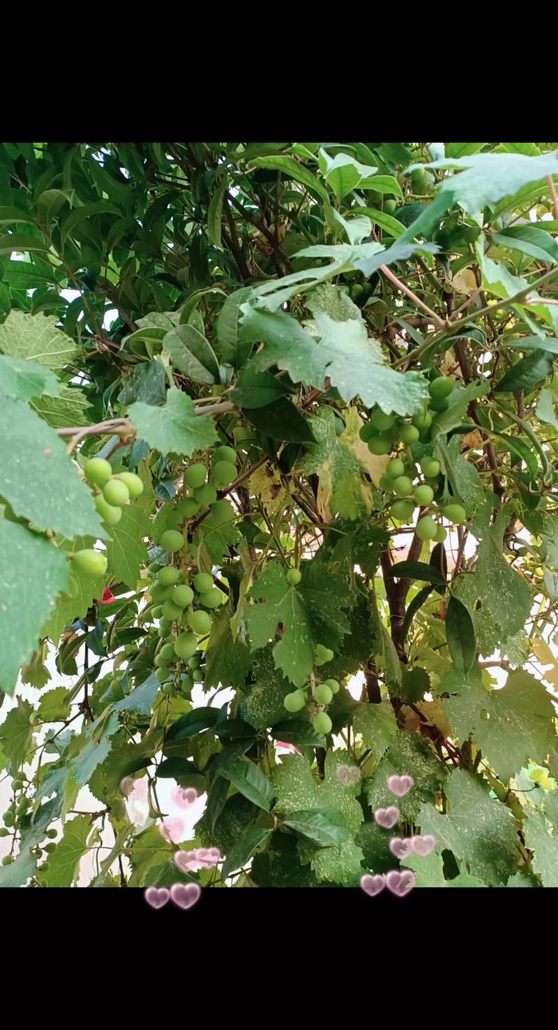葡萄几年可以挂果?从定植到盛果期的全周期管理与经济价值分析 葡萄几年可以挂果?从定植到盛果期的全周期管理与经济价值分析
