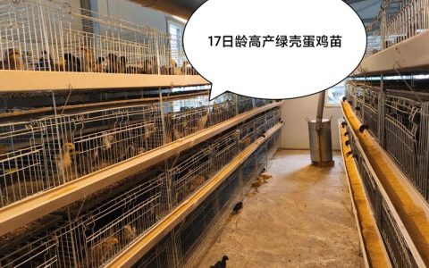 养鸡场鸡苗多少钱一只？2025年鸡苗价格参考与影响因素分析